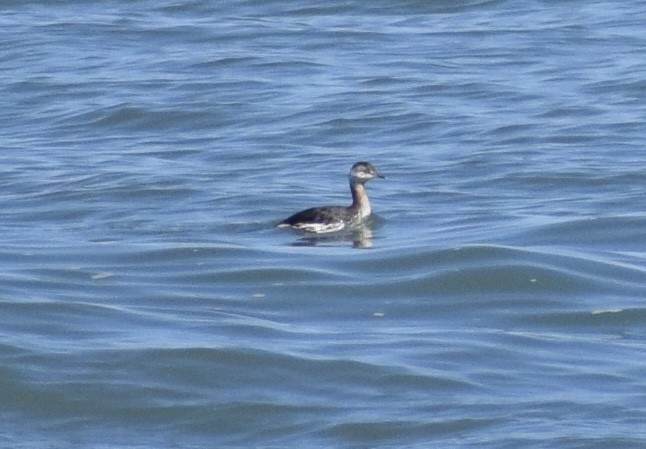 Grèbe esclavon - ML652930707