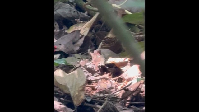 Rosy Thrush-Tanager - ML652930720