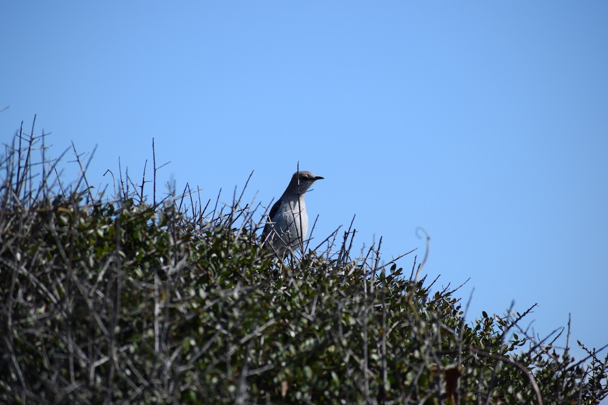 Moqueur polyglotte - ML652930723