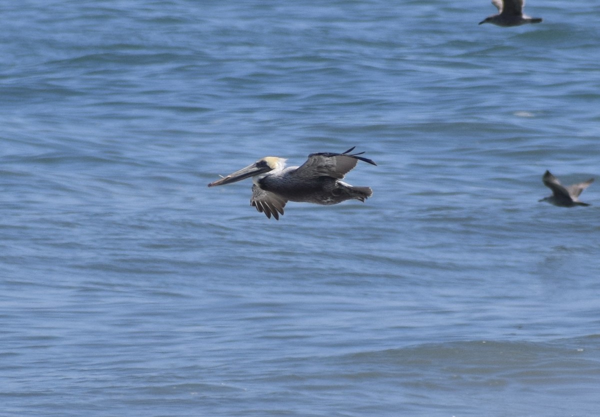 Pélican brun - ML652930747