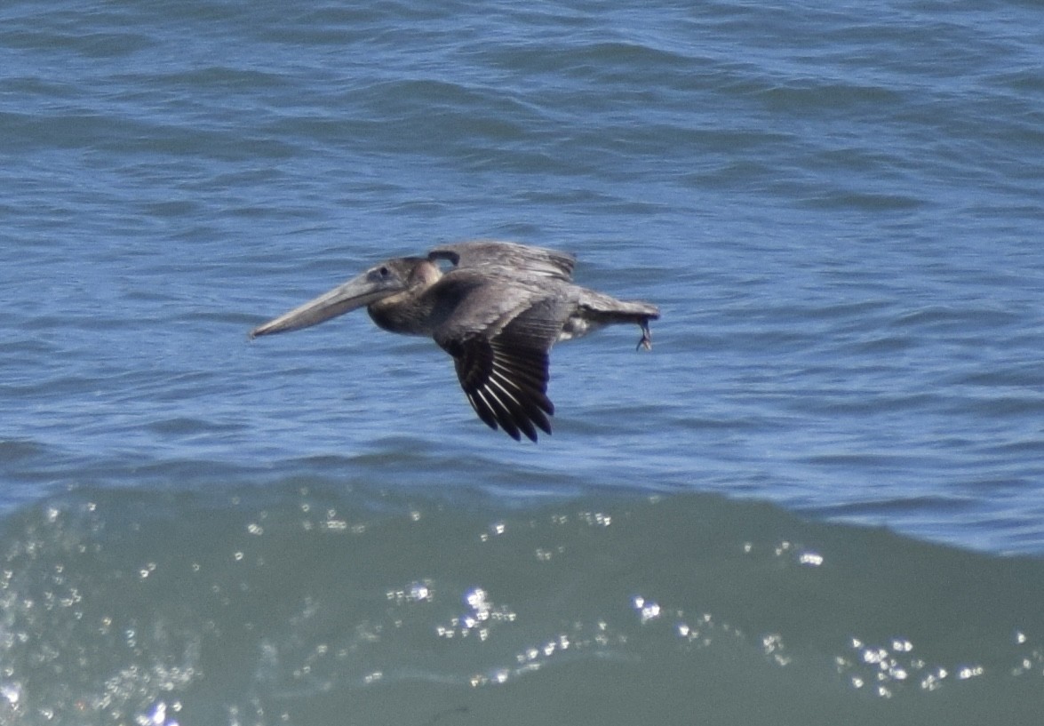 Pélican brun - ML652930748