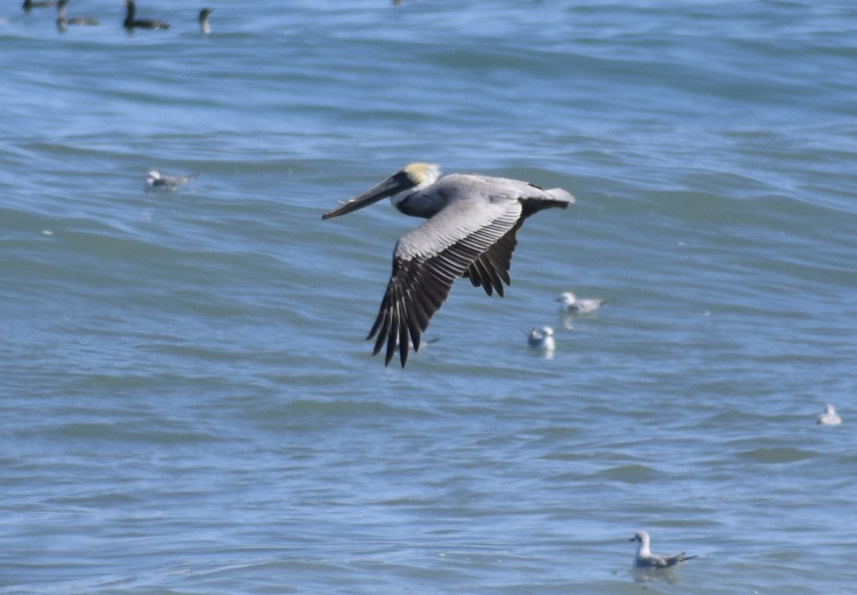 Pélican brun - ML652930749