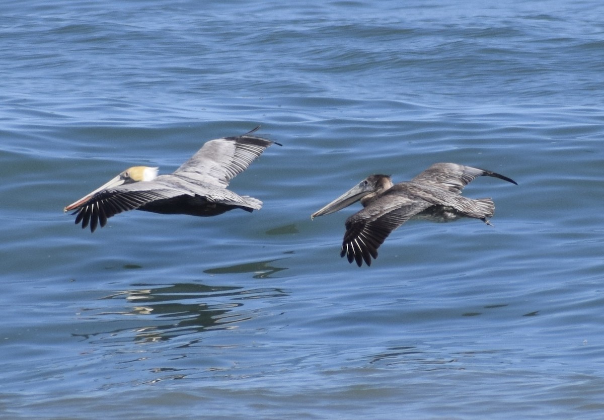 Pélican brun - ML652930750