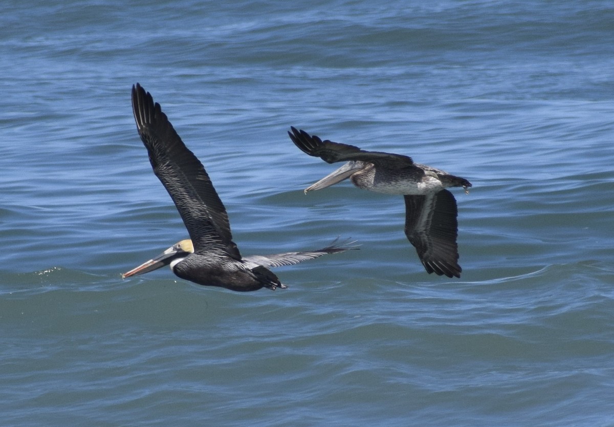 Pélican brun - ML652930751