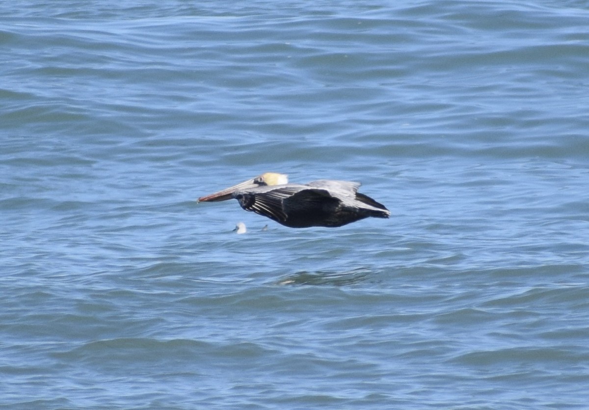 Pélican brun - ML652930752