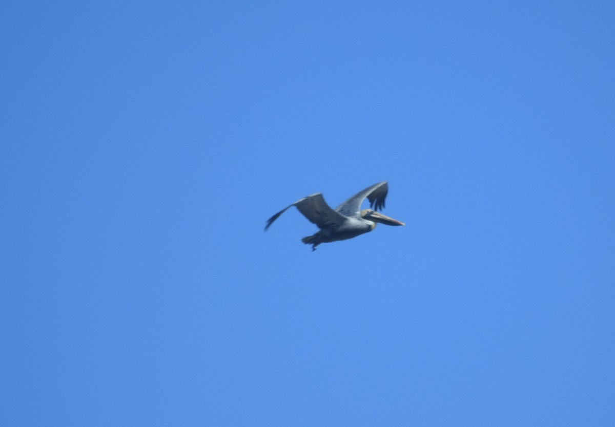 Pélican brun - ML652930753