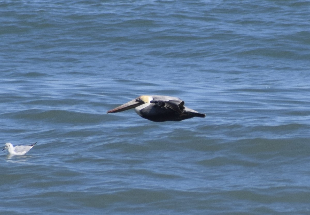 Pélican brun - ML652930755