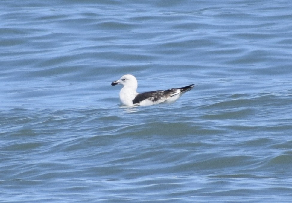 Goéland marin - ML652930779