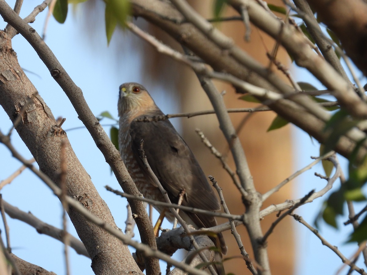 Sharp-shinned Hawk - ML652930821