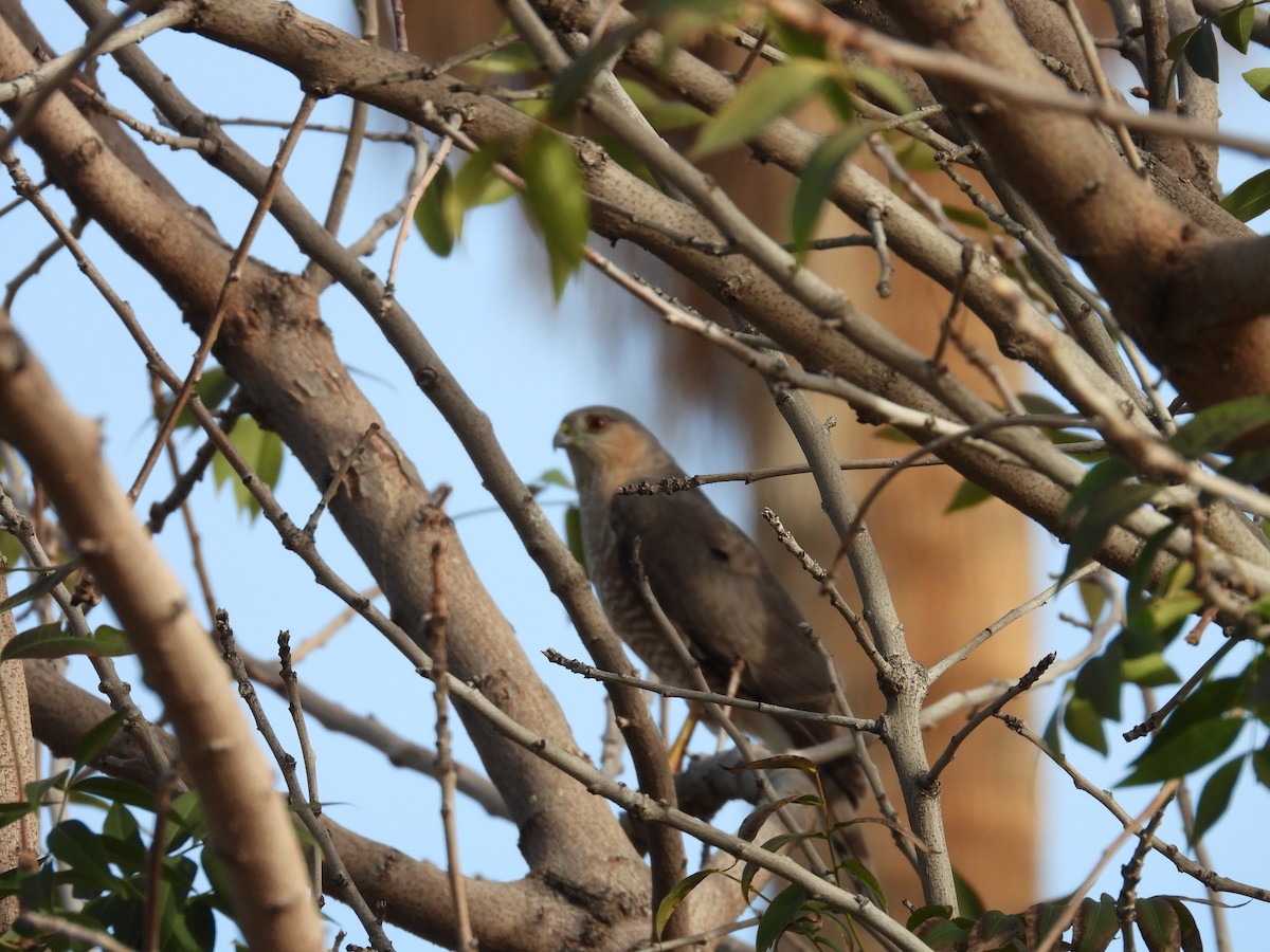 Sharp-shinned Hawk - ML652930822