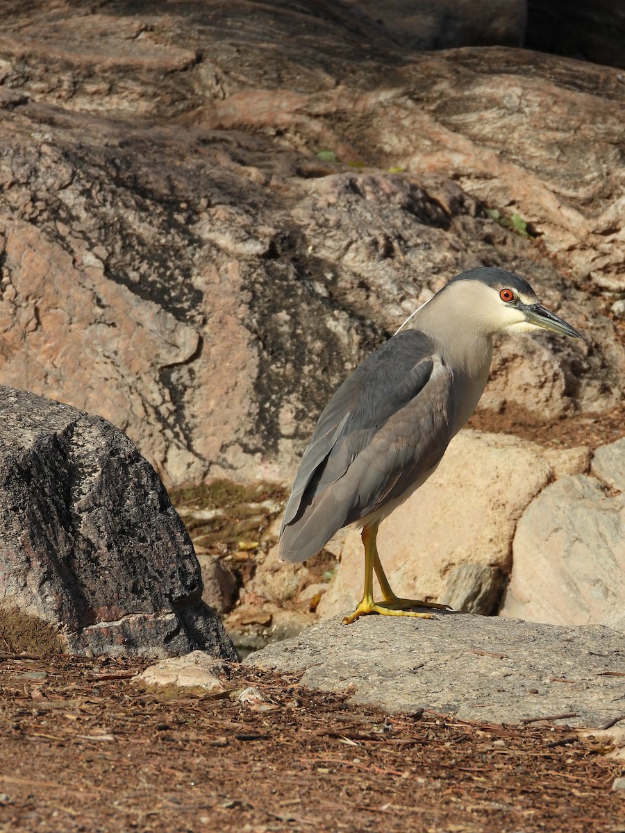 Black-crowned Night Heron - ML652930840