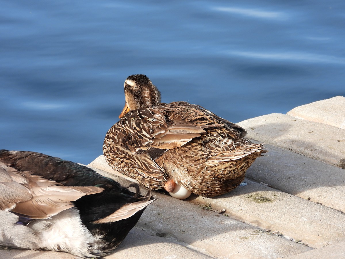 Mallard (Domestic type) - ML652930853