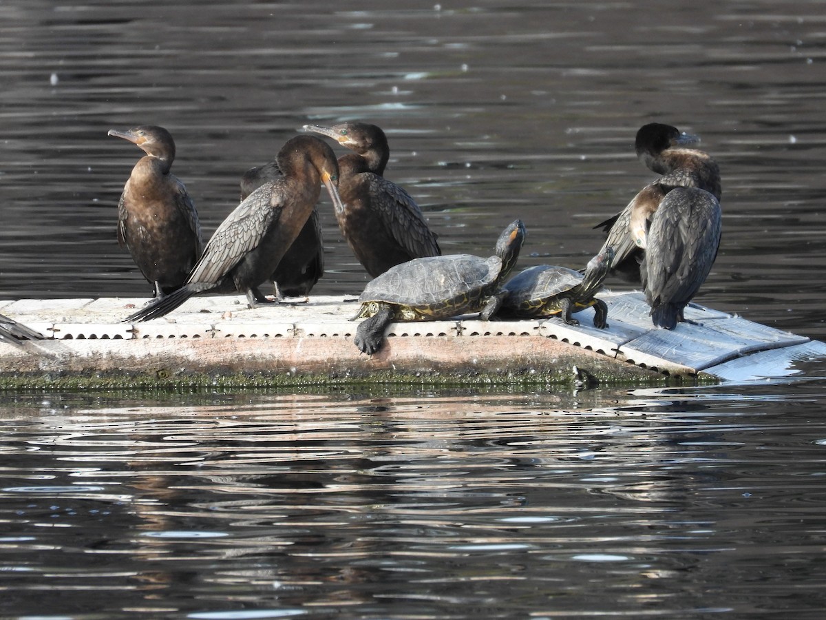 Neotropic Cormorant - ML652930873