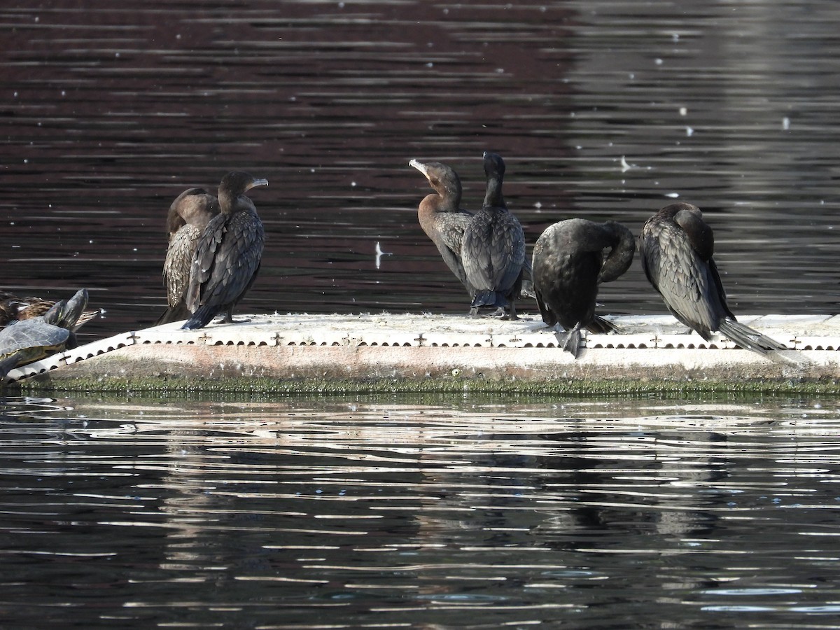 Neotropic Cormorant - ML652930874