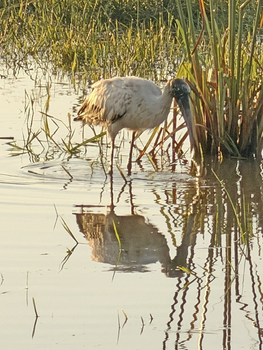Wood Stork - ML652930899