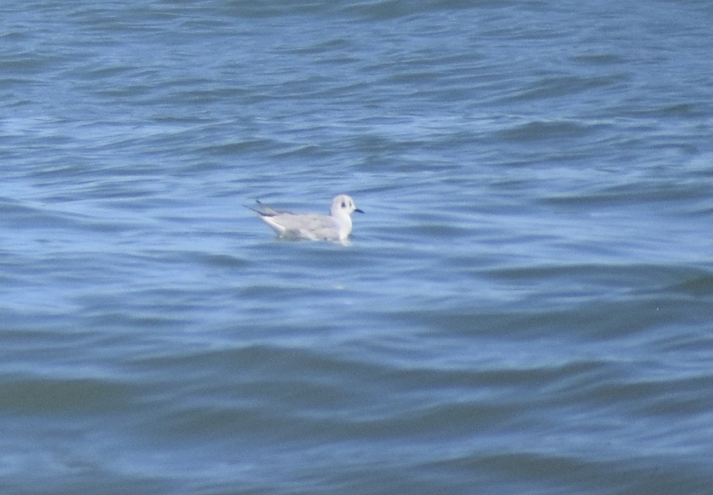 Mouette de Bonaparte - ML652930906