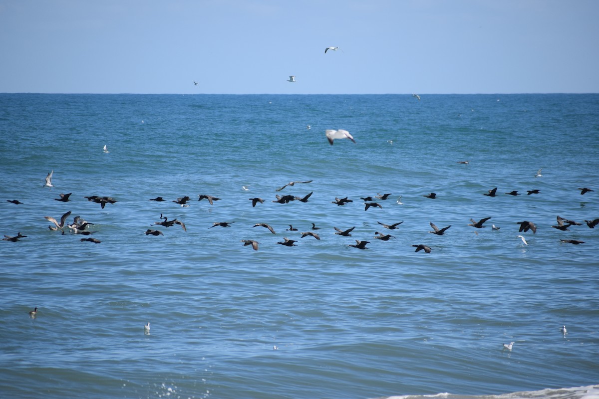 Cormoran à aigrettes - ML652931154