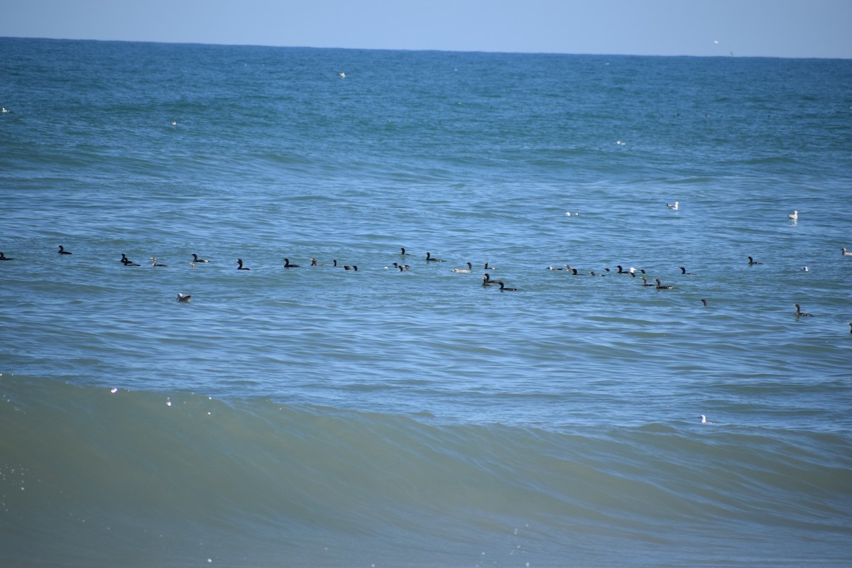 Cormoran à aigrettes - ML652931155