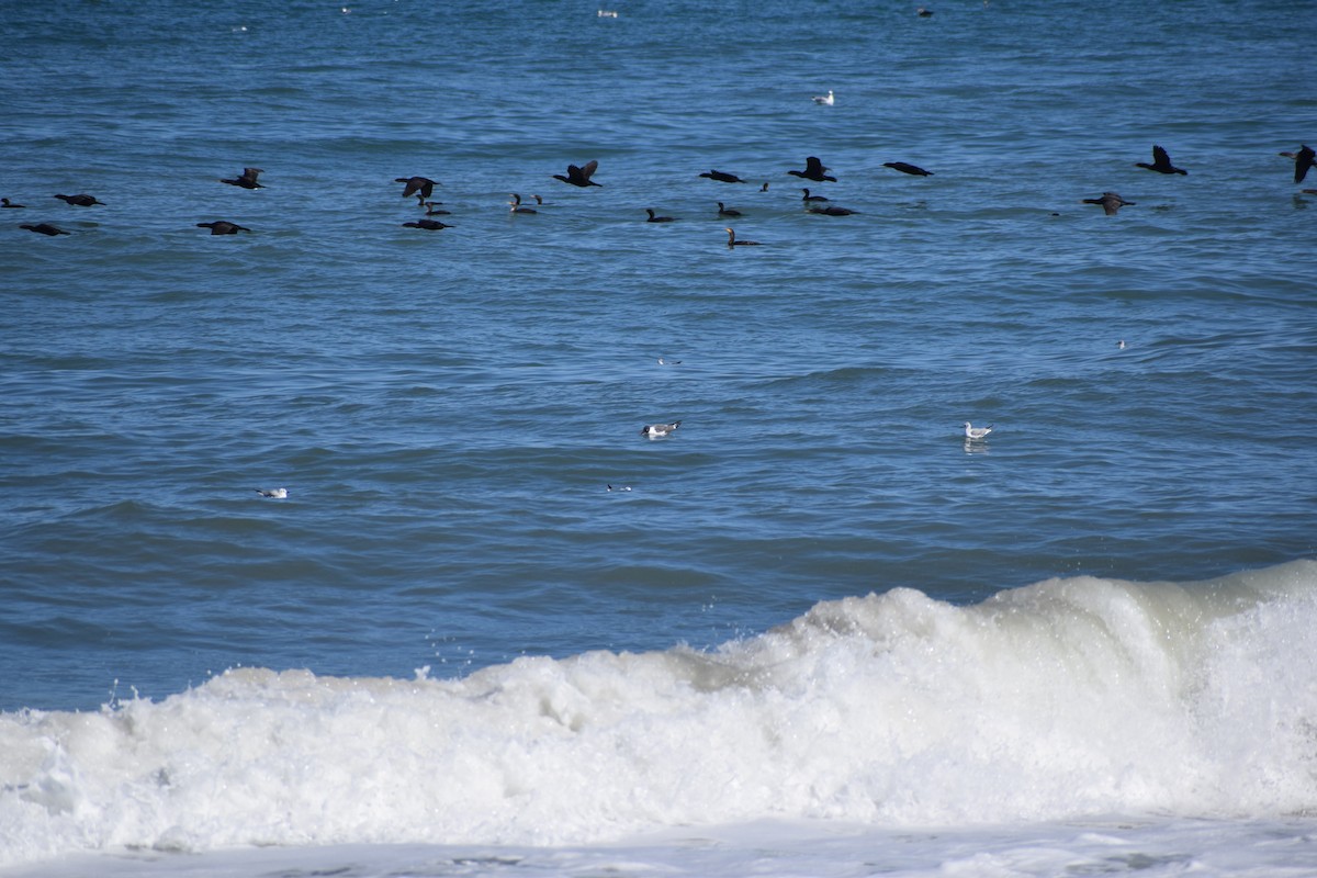 Cormoran à aigrettes - ML652931156