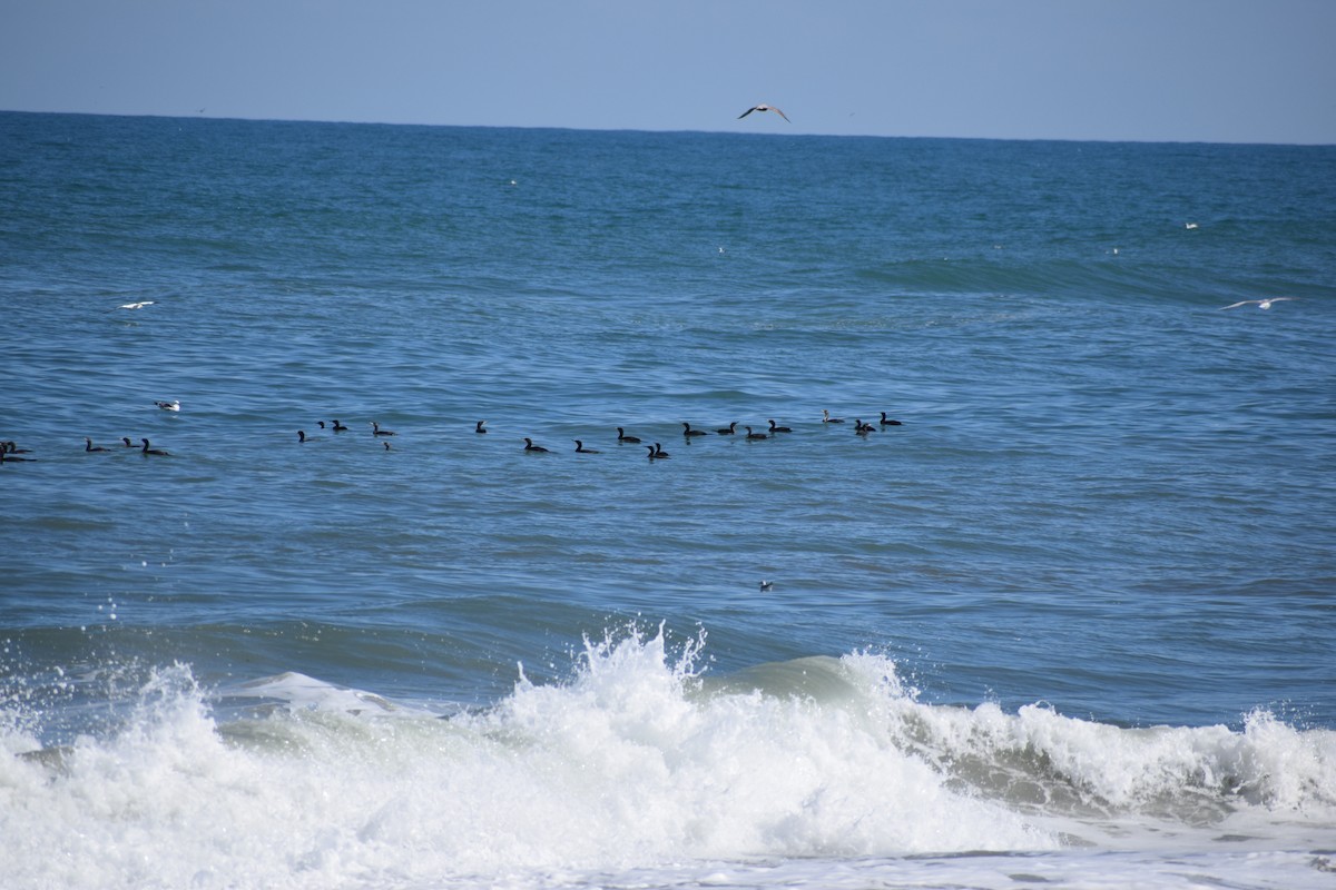 Cormoran à aigrettes - ML652931157