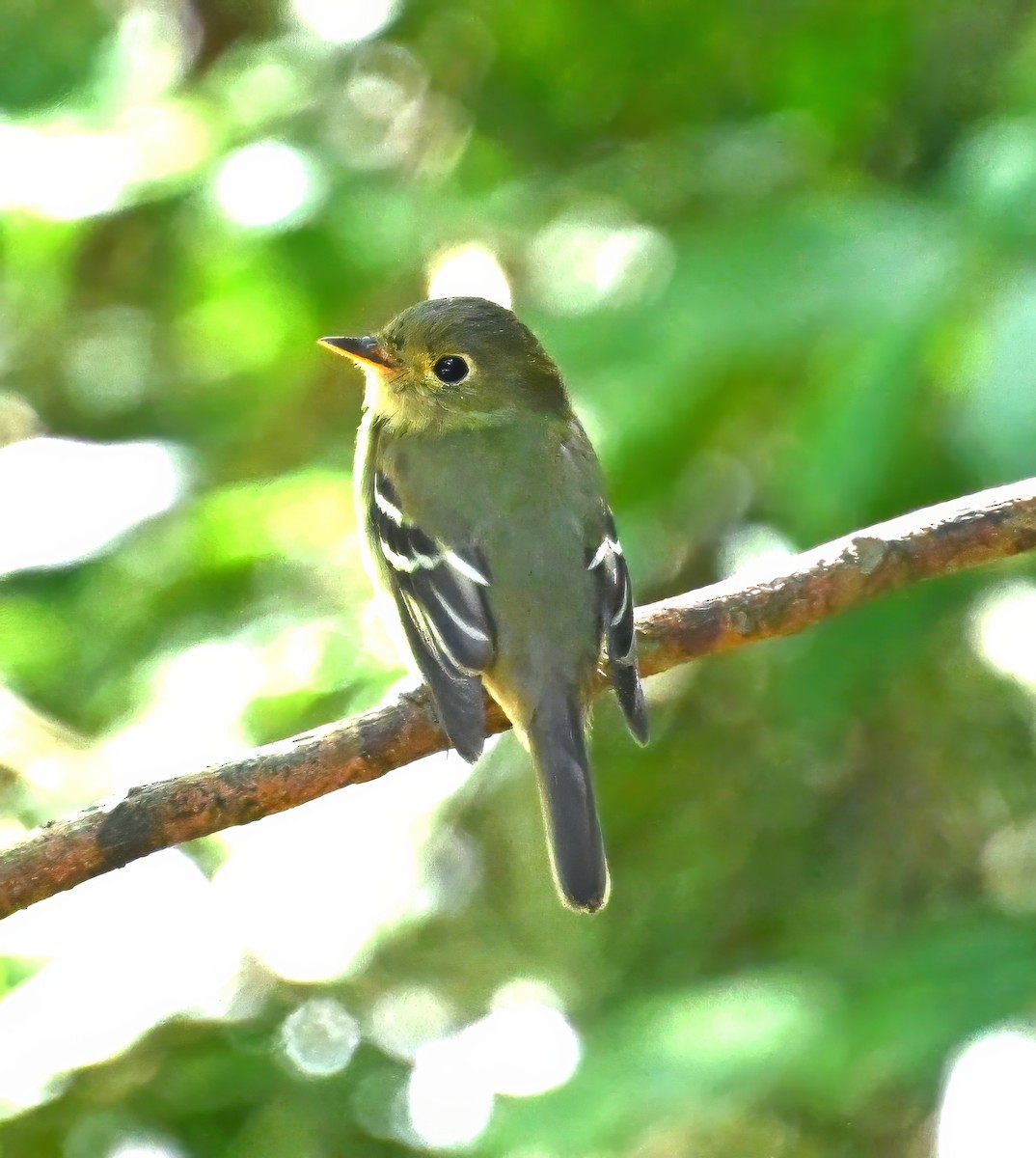 Піві-малюк жовточеревий - ML652931486