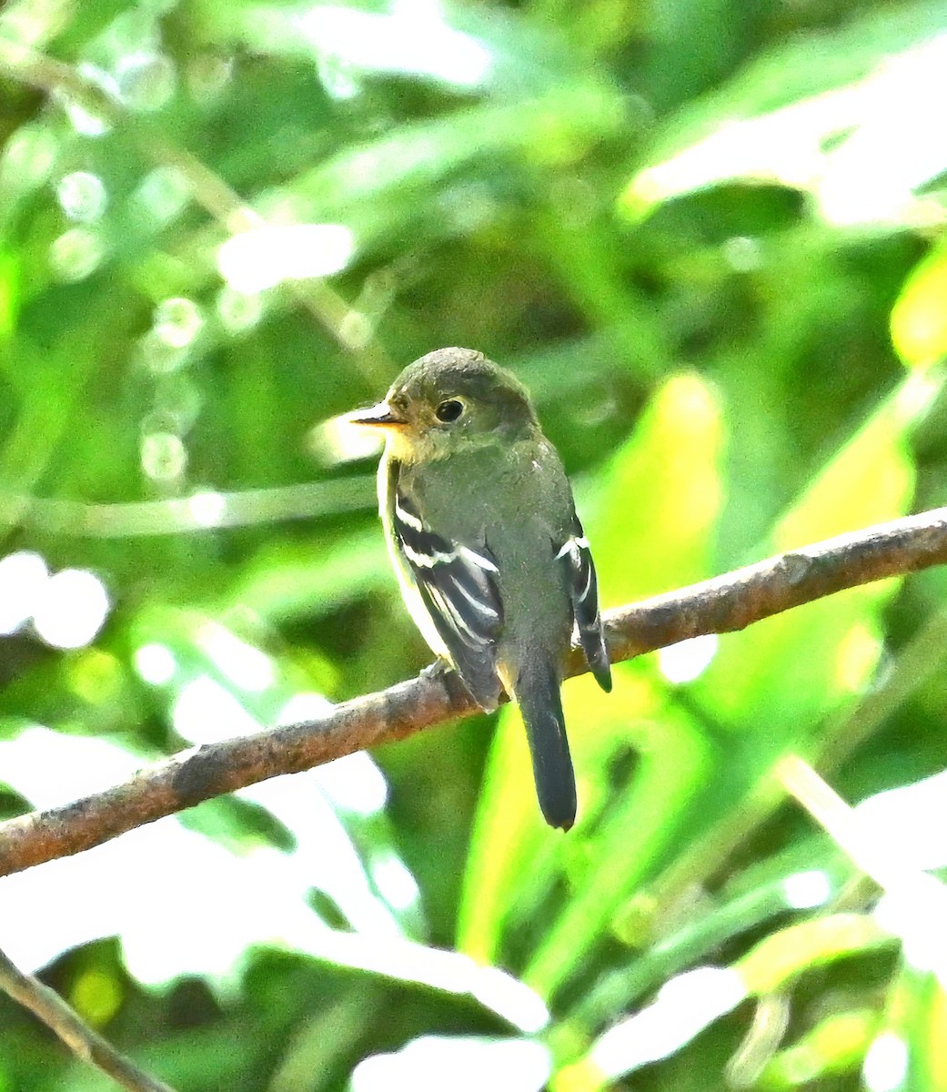 Піві-малюк жовточеревий - ML652931488
