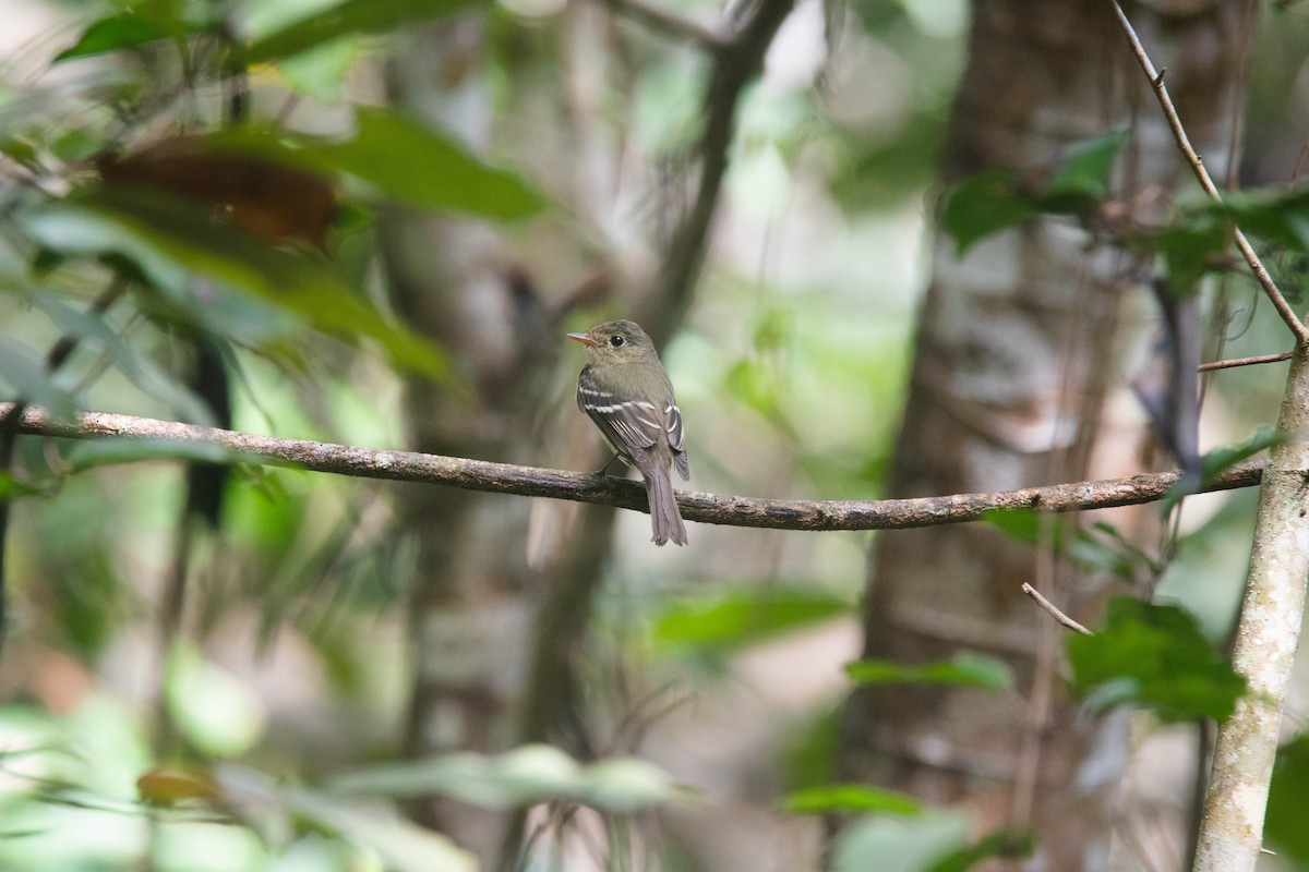 Піві-малюк жовточеревий - ML652931527