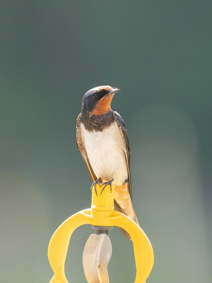 家燕 - ML652931803