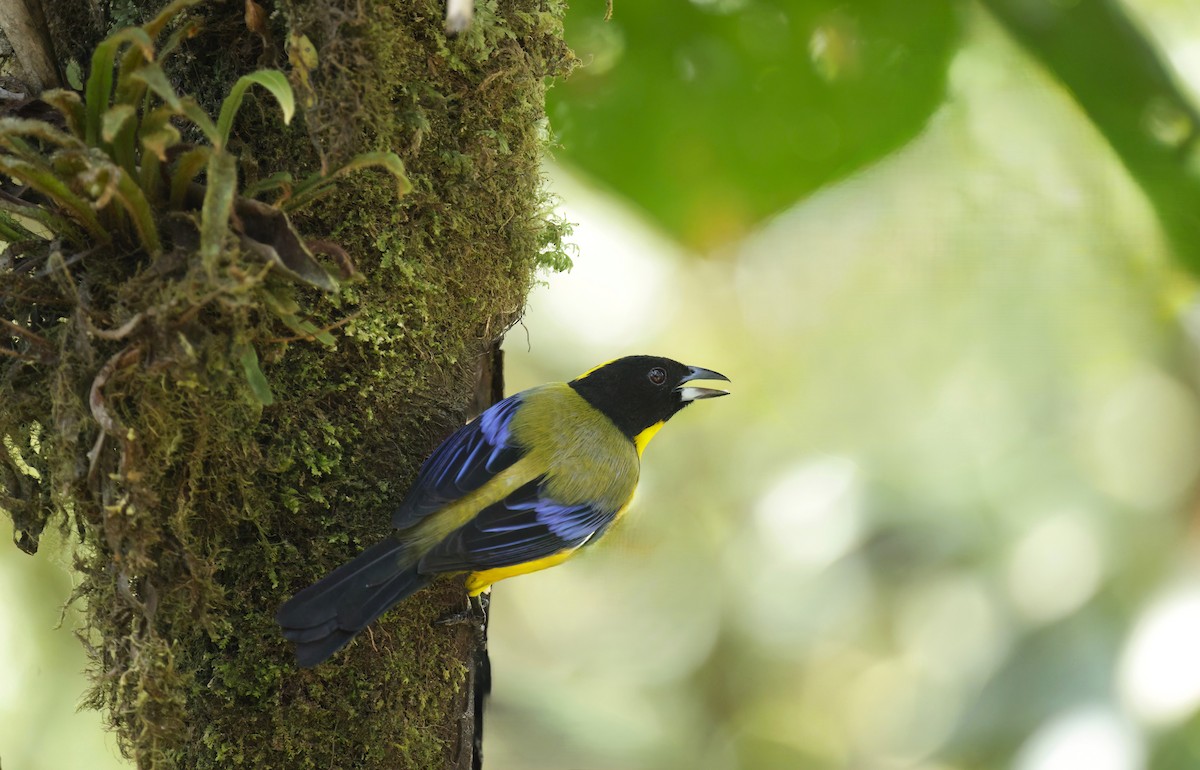 Black-chinned Mountain Tanager - ML652932105