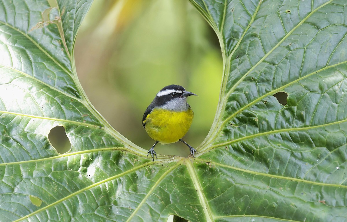 Bananaquit - ML652932137