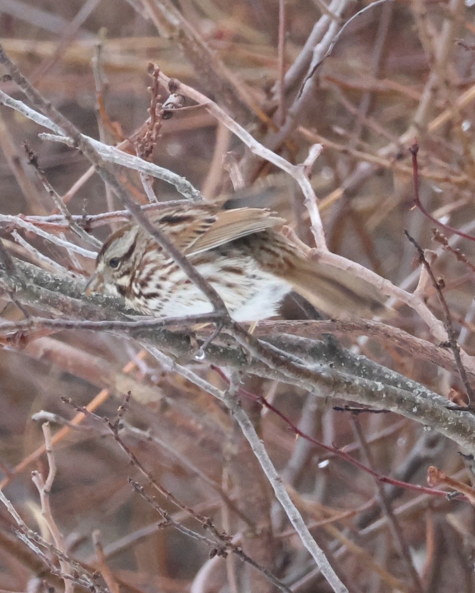 Song Sparrow - ML652933797
