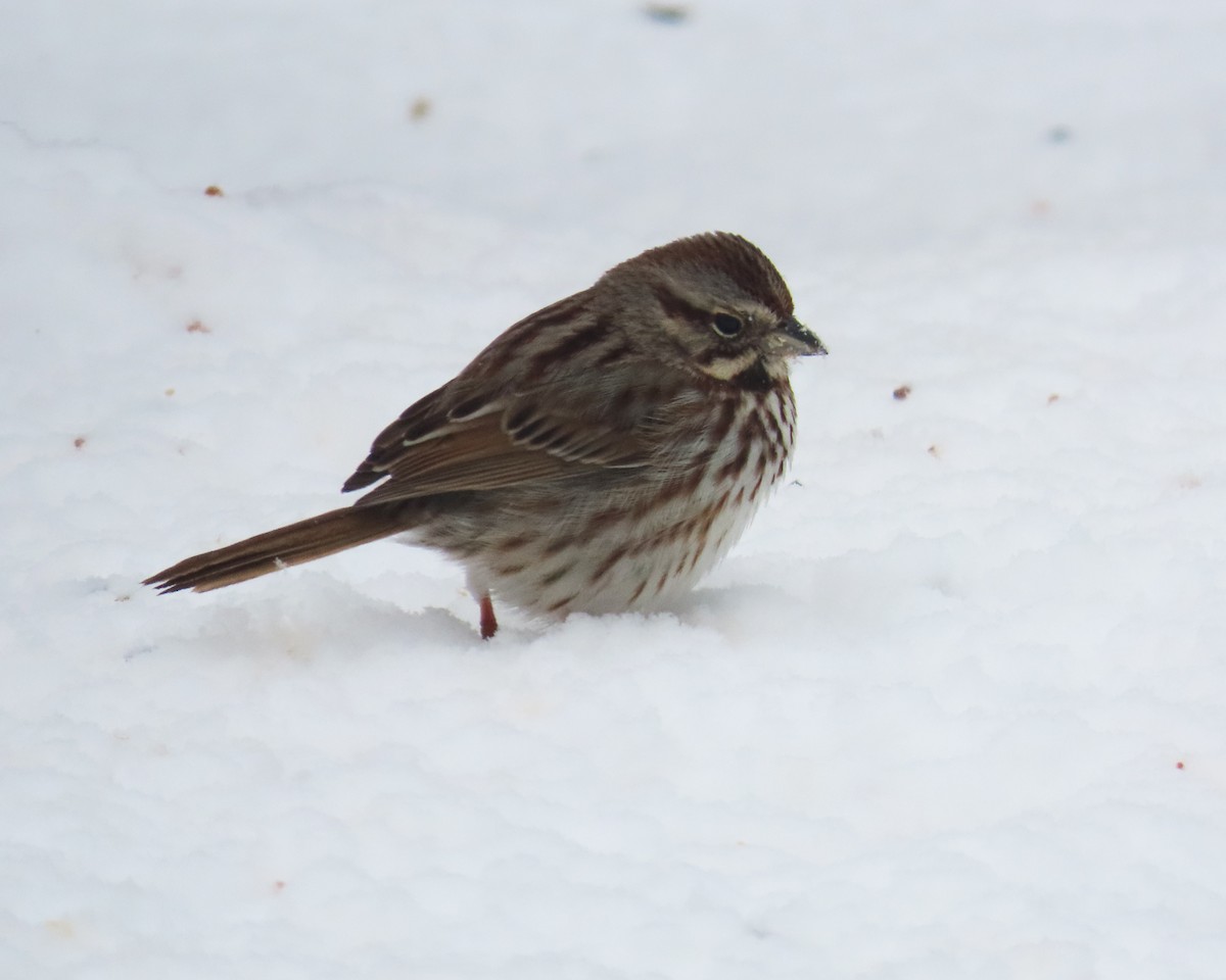 Song Sparrow - ML652933828