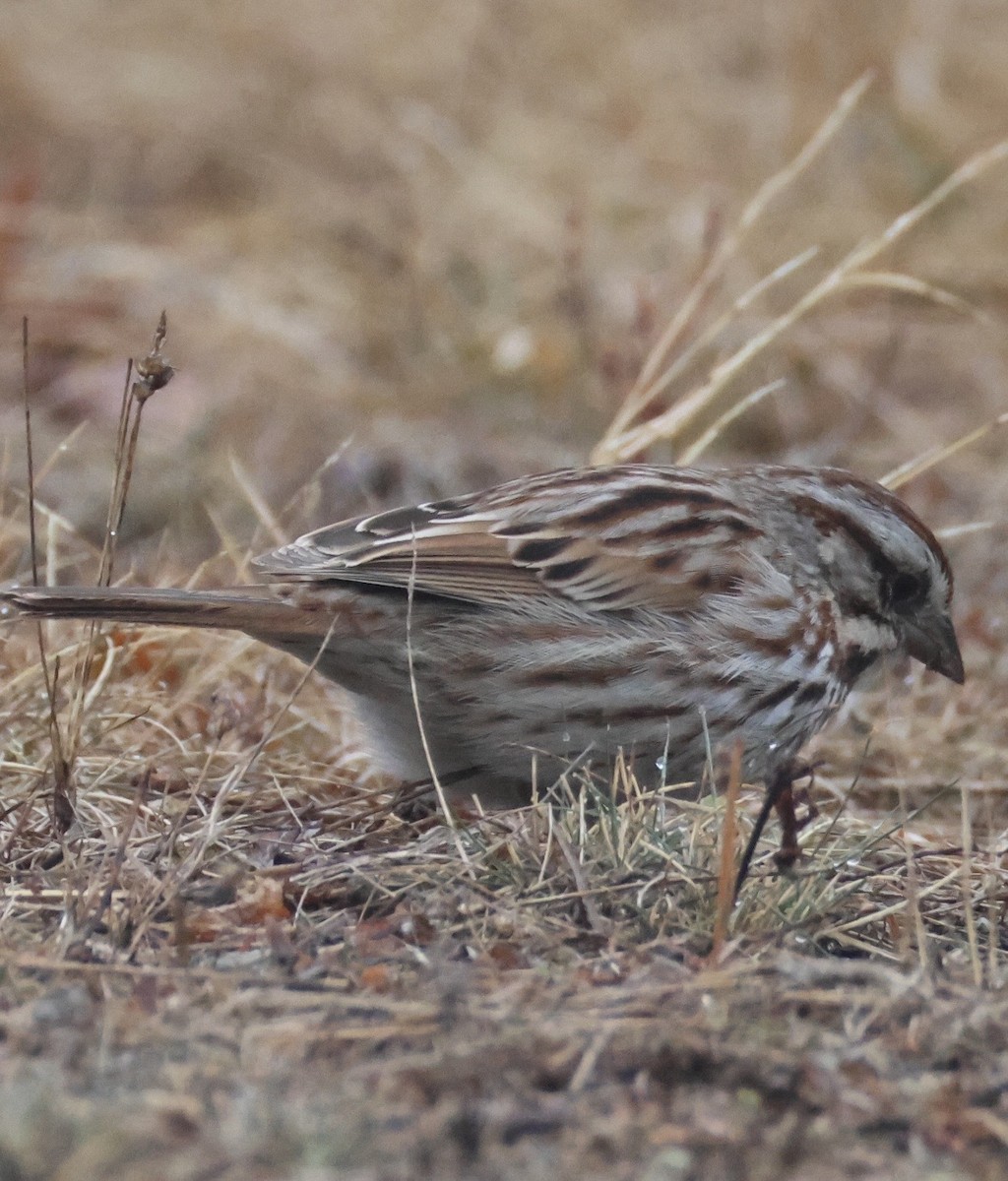 Song Sparrow - ML652933839