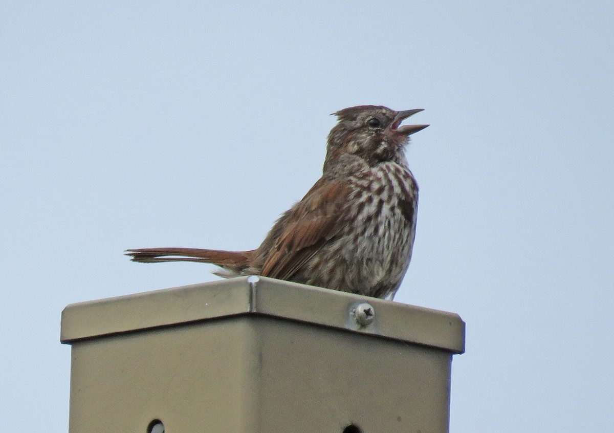 Song Sparrow - ML652933975