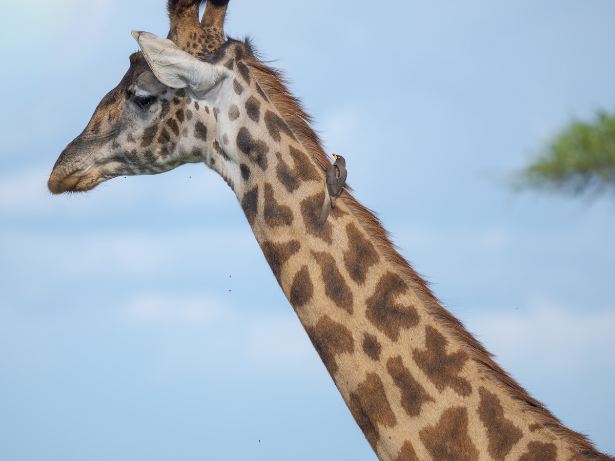 gulnebboksehakker - ML652933991