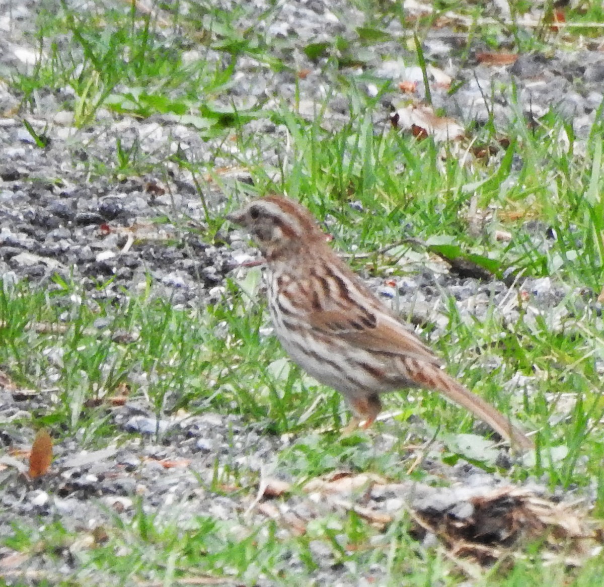 Song Sparrow - ML652934133