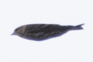 Pine Siskin - ML652934411