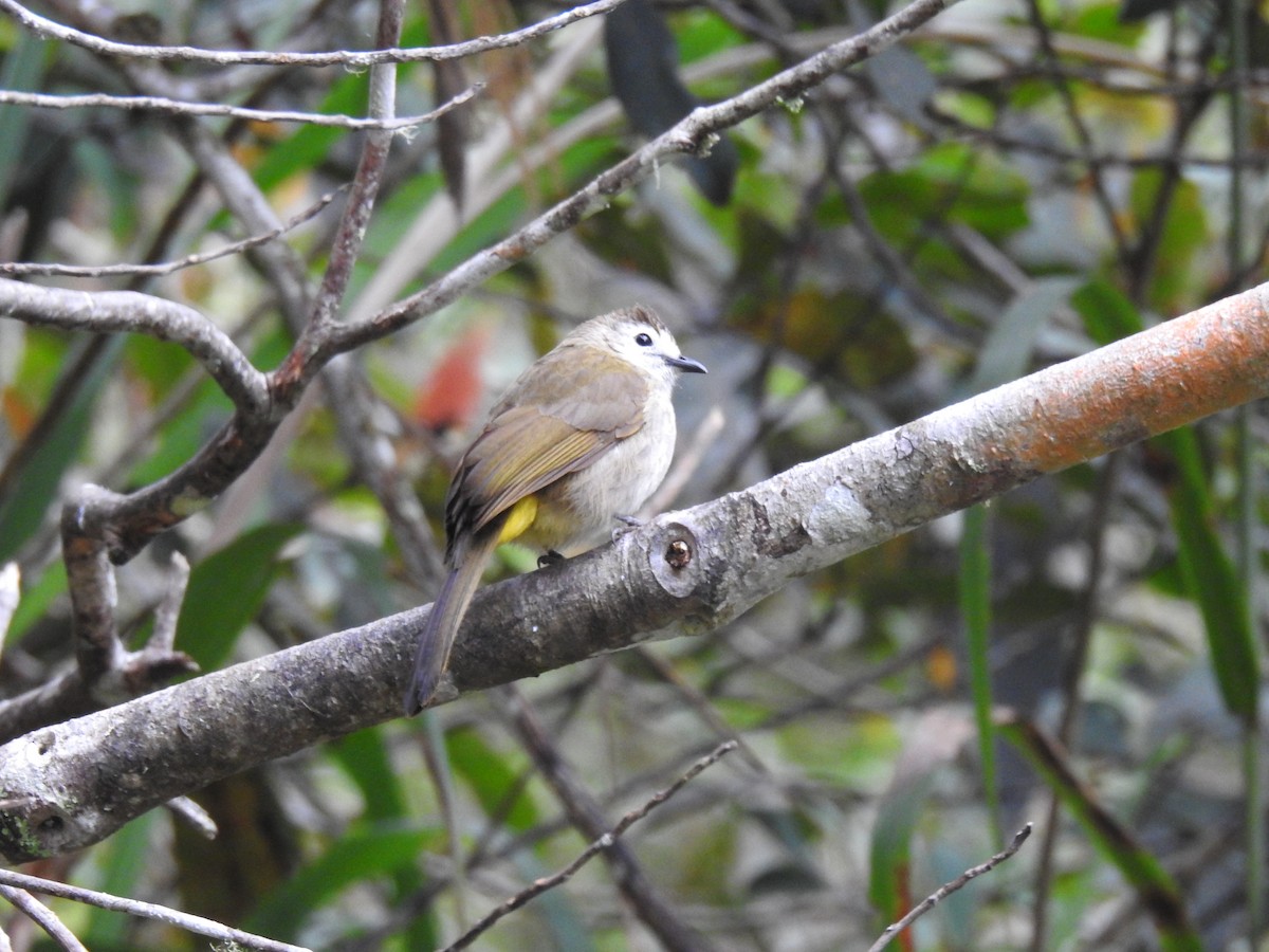 hvitfjesbylbyl - ML652934450