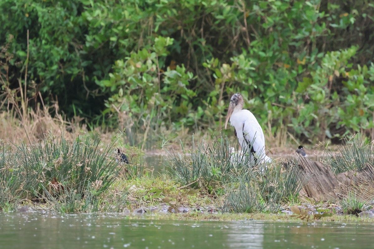 Wood Stork - ML652934572