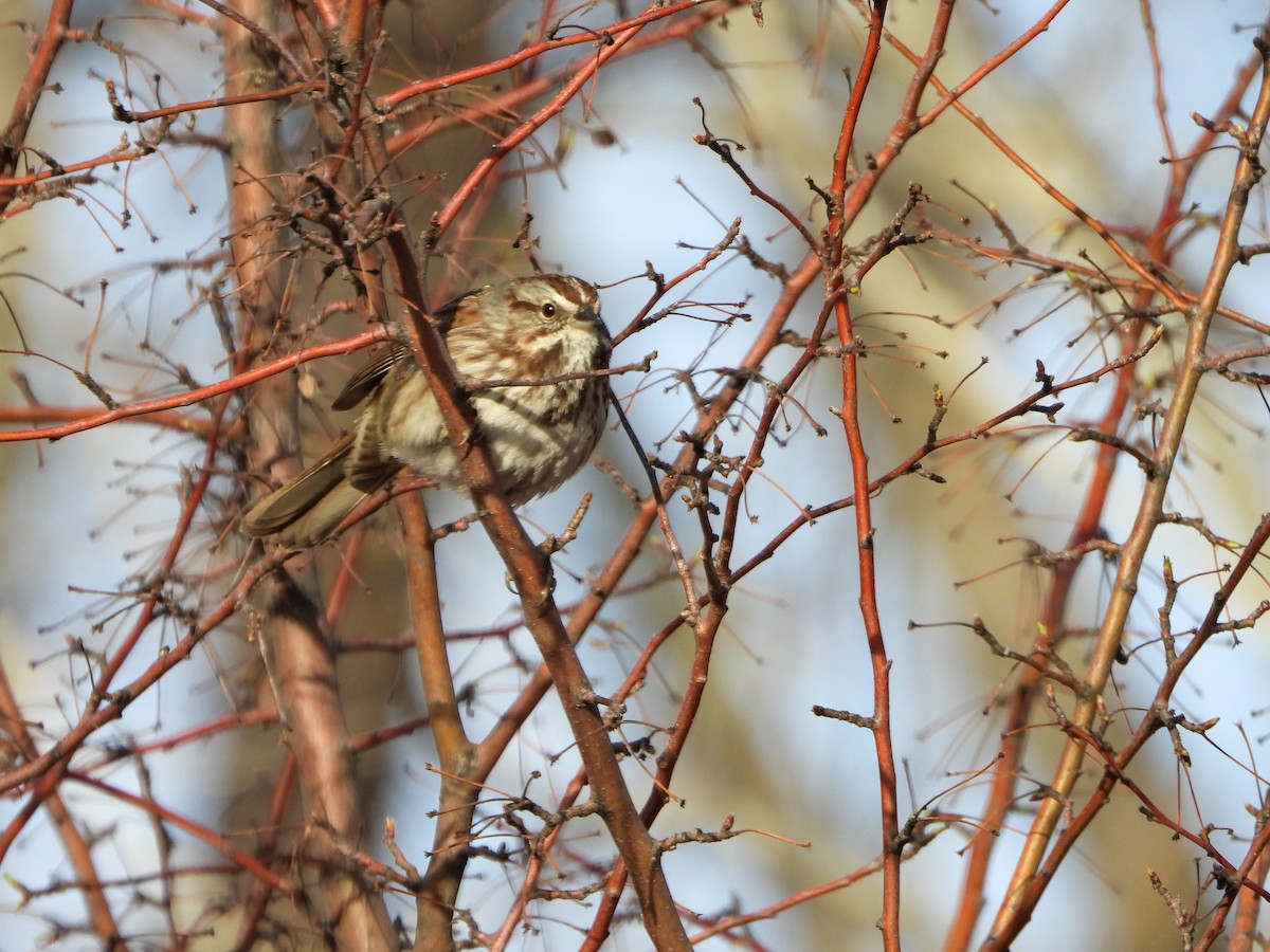 Song Sparrow - ML652934573