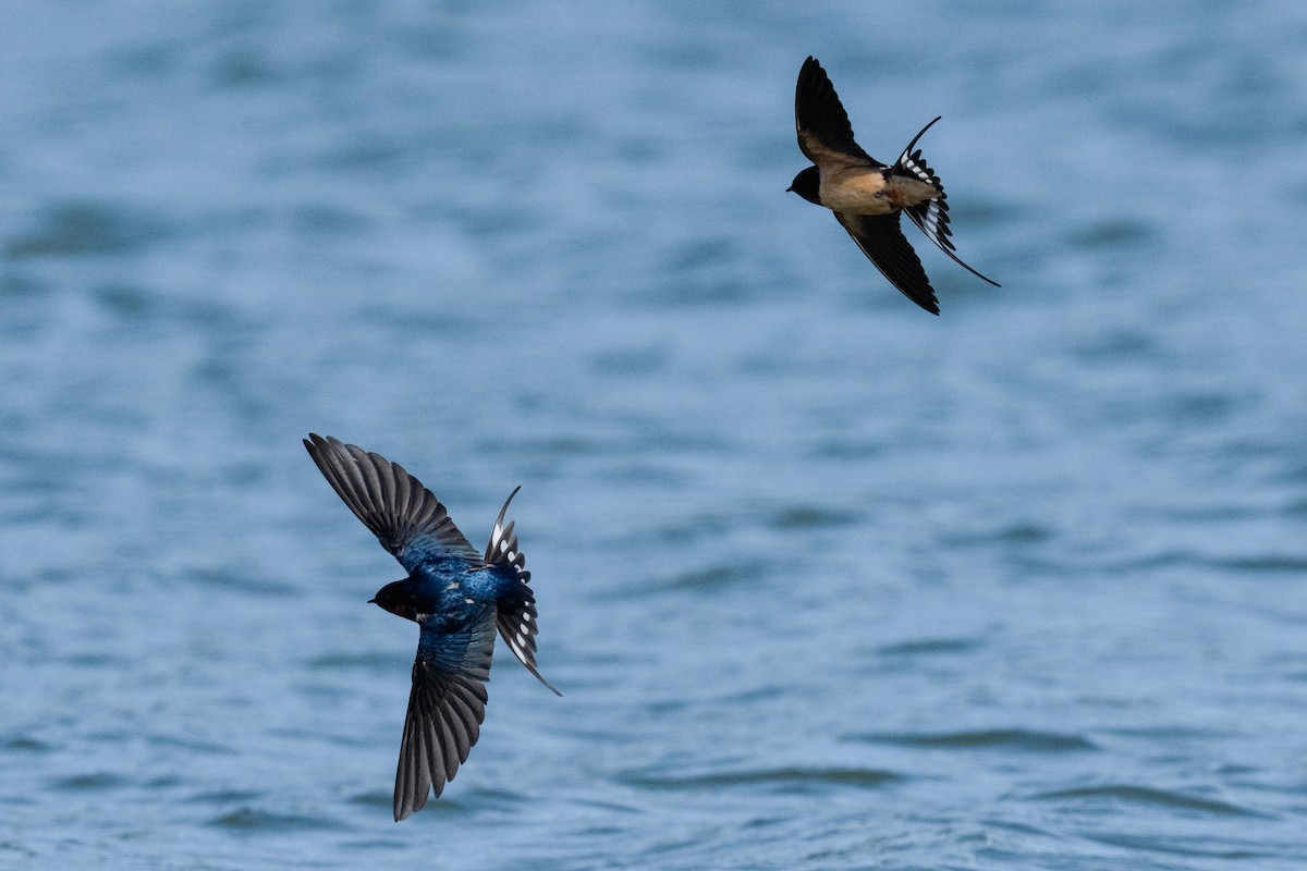 家燕 - ML652934681