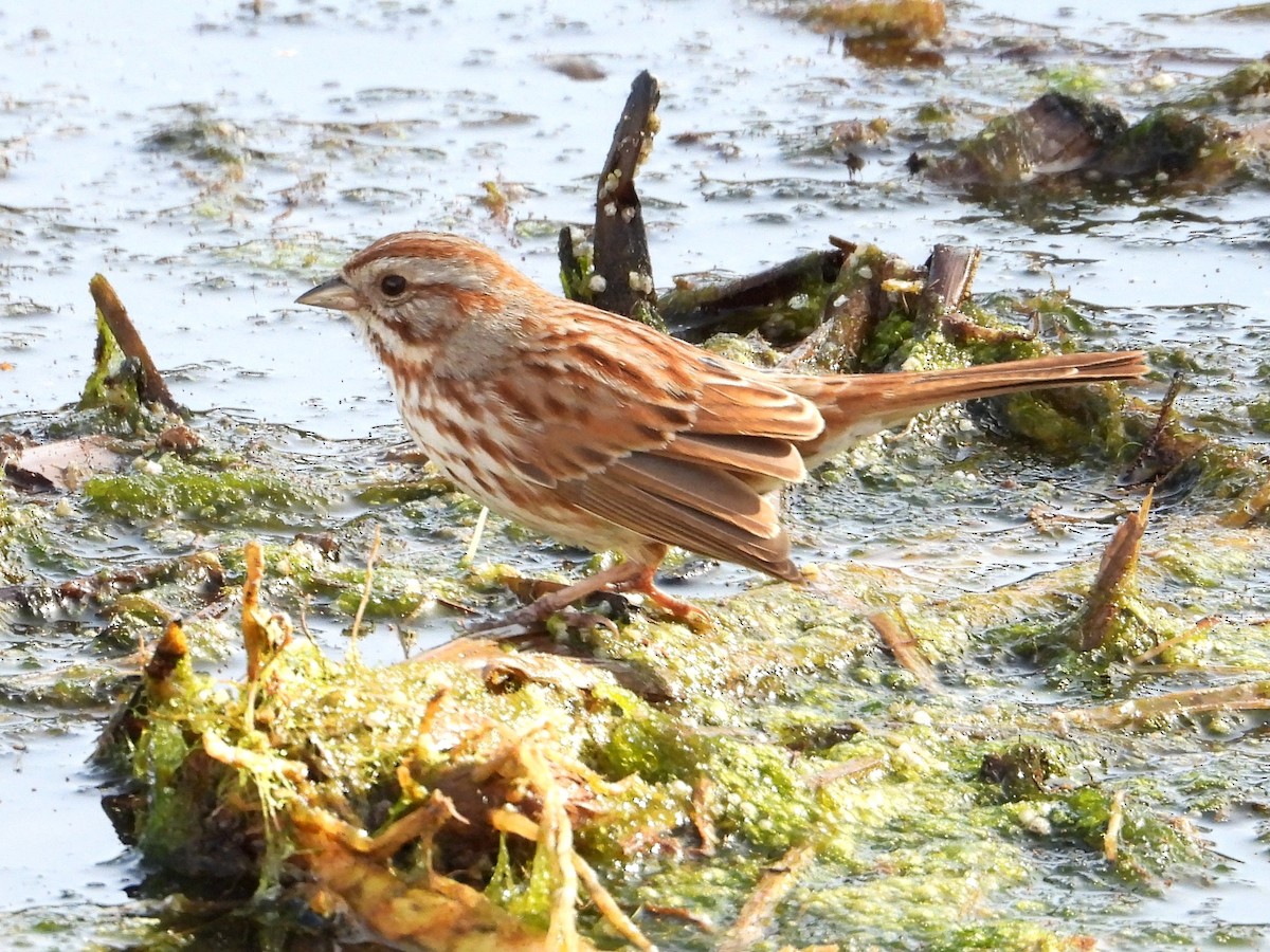 Song Sparrow - ML652934886