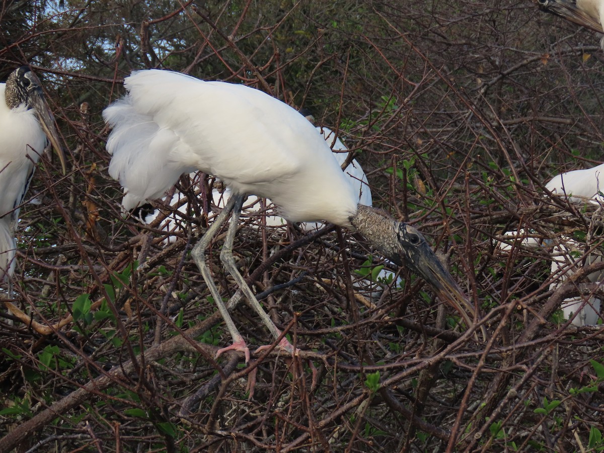 Wood Stork - ML652935050