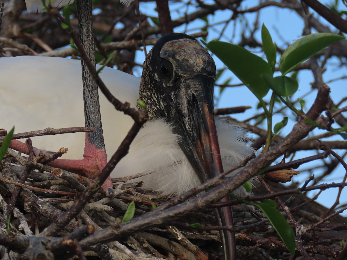 Wood Stork - ML652935052