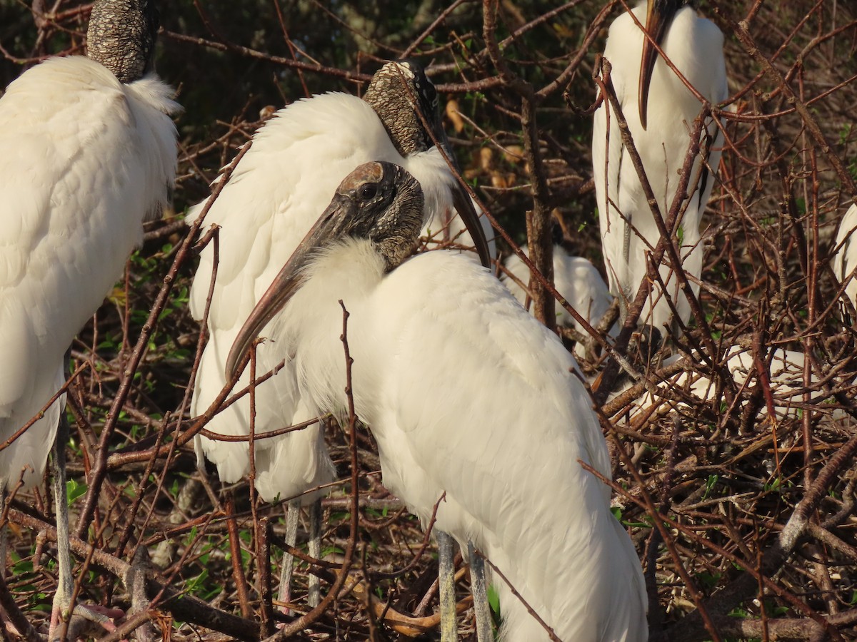Wood Stork - ML652935053