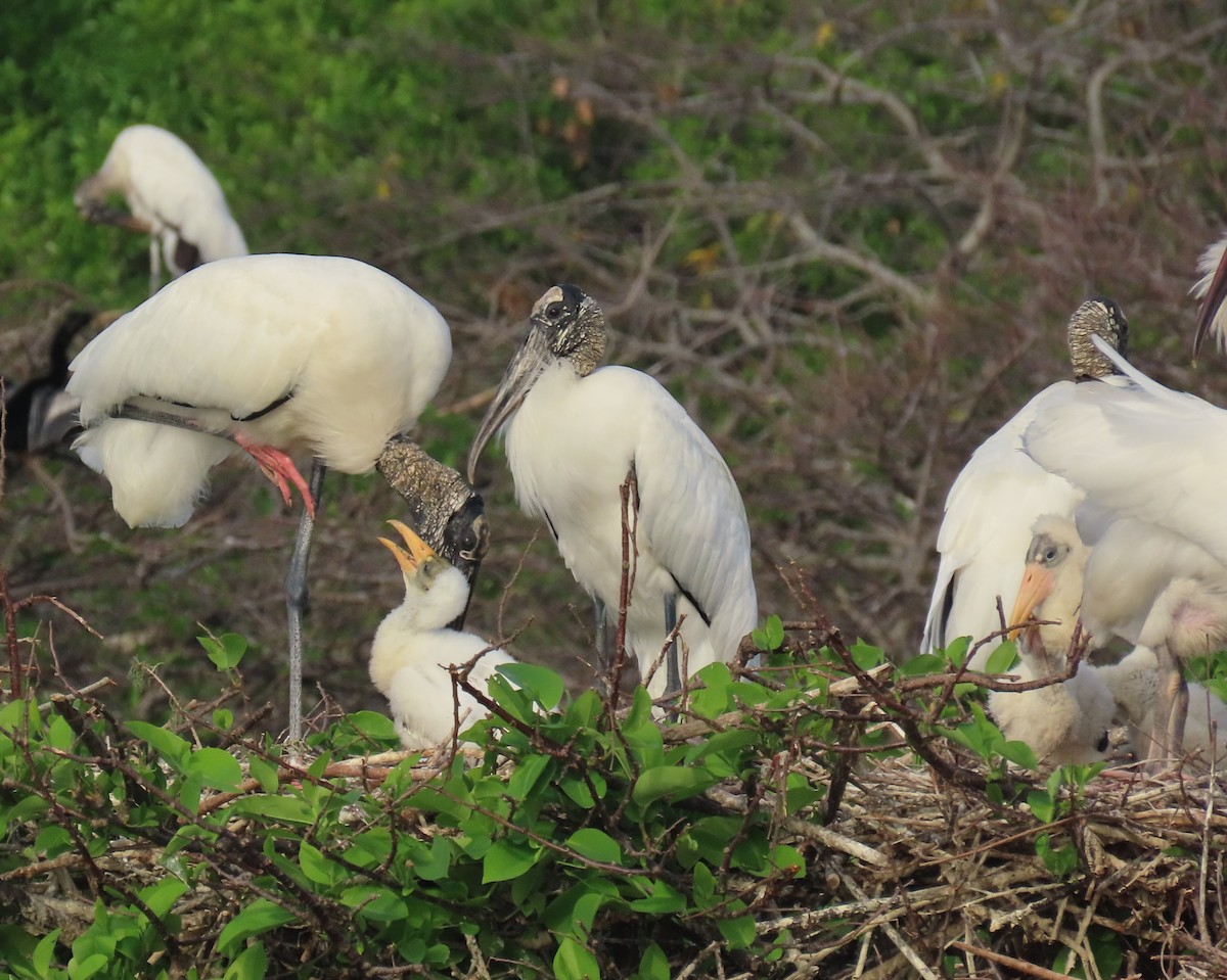 Wood Stork - ML652935066
