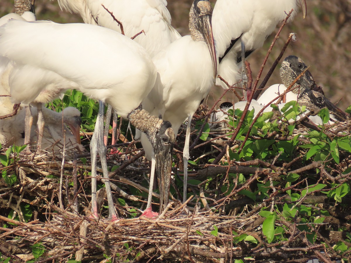 Wood Stork - ML652935067