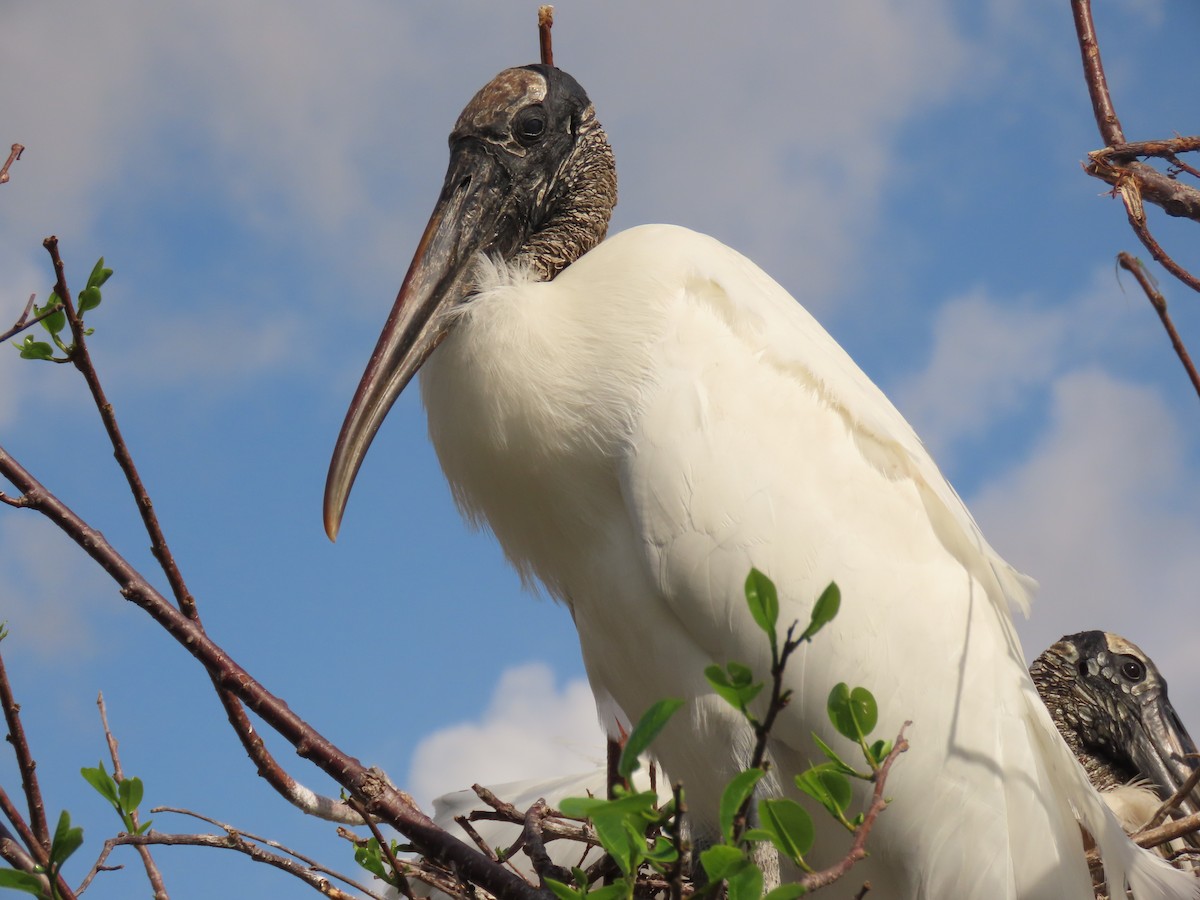 Wood Stork - ML652935096