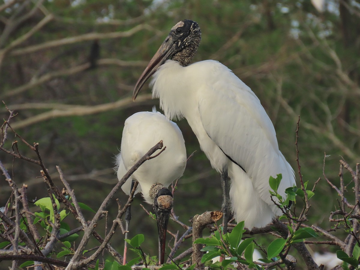 Wood Stork - ML652935097