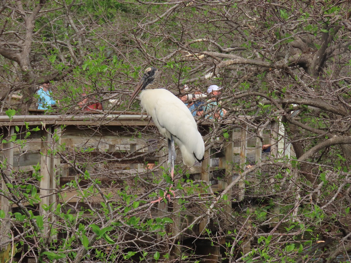 Wood Stork - ML652935098